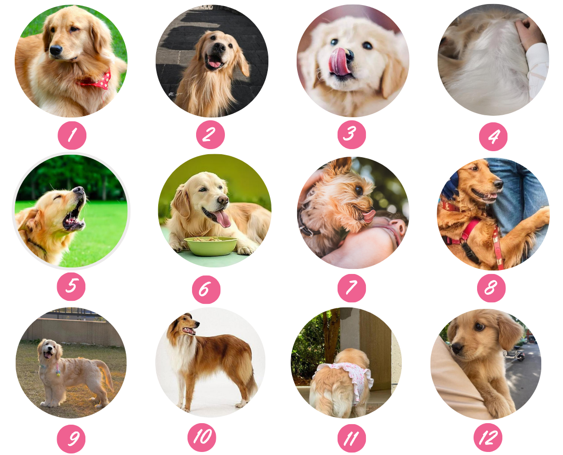 12 Common Dog Behaviors Explained – Pawmerit
